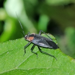 Prepops procorrentinus