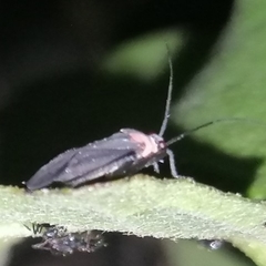Prepops procorrentinus