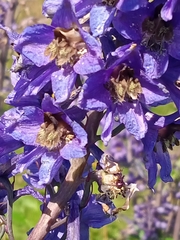 Delphinium elatum