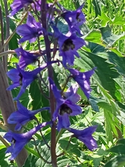 Delphinium elatum