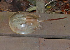 Tachypleus gigas