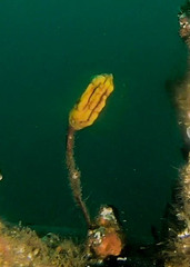 Pyuridae