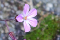 Geranium robertianum