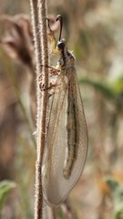 Myrmecaelurus trigrammus