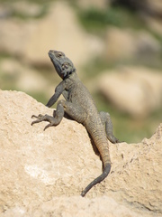 Laudakia nupta nupta