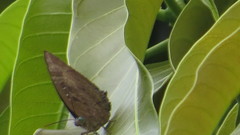 Arhopala centaurus nakula