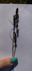 Carex hartmanii