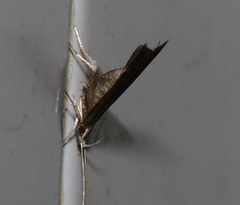 Torodora gemella