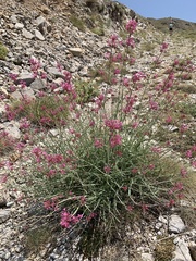 Centranthus longiflorus