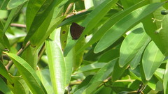 Arhopala centaurus nakula