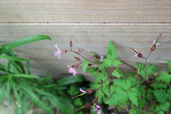 Geranium robertianum
