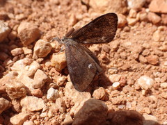 Orgyia trigotephras