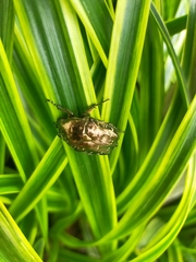 Protaetia orientalis