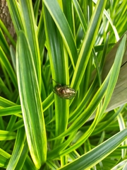 Protaetia orientalis