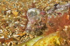 Aploactisoma milesii