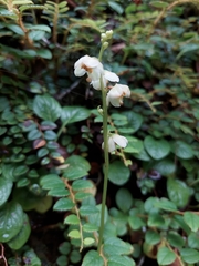 Pyrola asarifolia incarnata