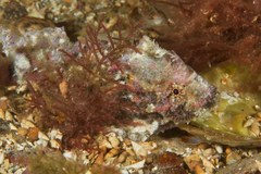 Aploactisoma milesii