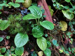 Pyrola asarifolia incarnata