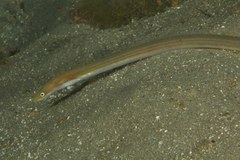 Big-Eyed Worm Eel photo 2