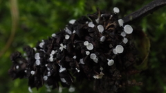 Lachnum subvirgineum