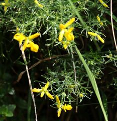 Genista radiata