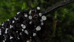 Lachnum subvirgineum