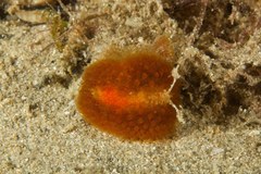 Madrella ferruginosa
