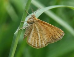 Isturgia limbaria