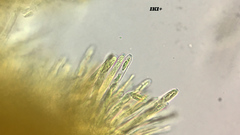 Lachnum subvirgineum