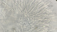 Lachnum subvirgineum