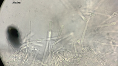 Lachnum subvirgineum