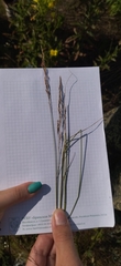 Agrostis vinealis