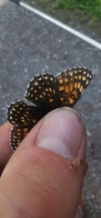 Melitaea diamina