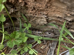 Eremiascincus richardsonii