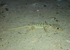 Cyrtopodion scabrum