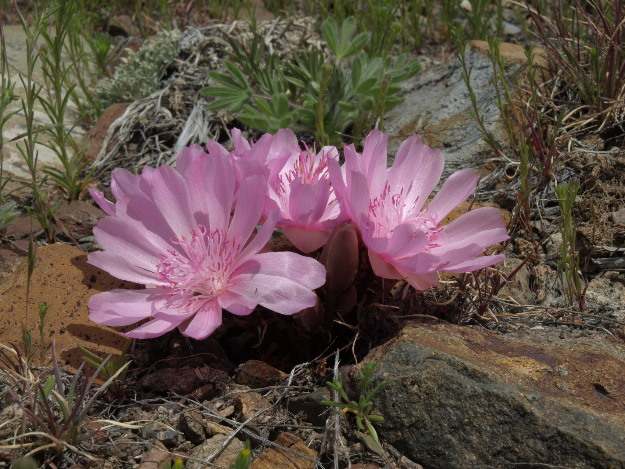 Lewisia rediviva var. rediviva