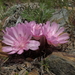 Lewisia rediviva rediviva - Photo (c) Jim Morefield, some rights reserved (CC BY), uploaded by Jim Morefield