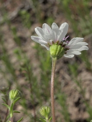 Blepharipappus scaber