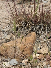 Festuca microstachys
