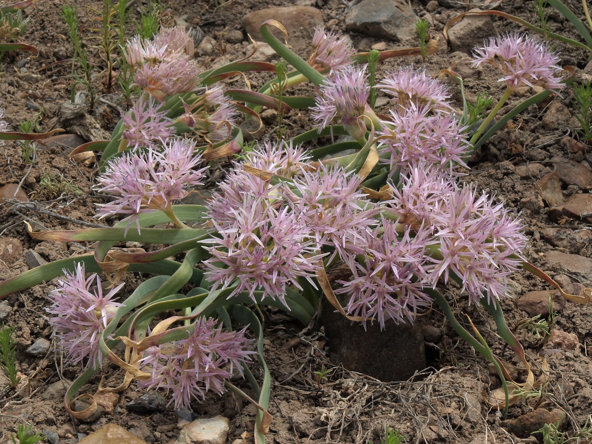 Allium anceps