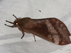 Oxycanus beltista