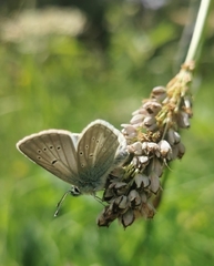 Aricia nicias