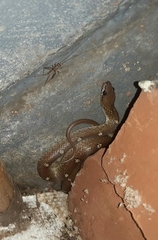 Lycodon anamallensis