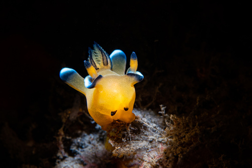 Thecacera pacifica