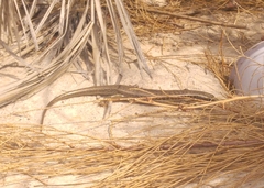 Heremites septemtaeniatus