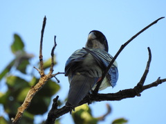 Platycercus venustus