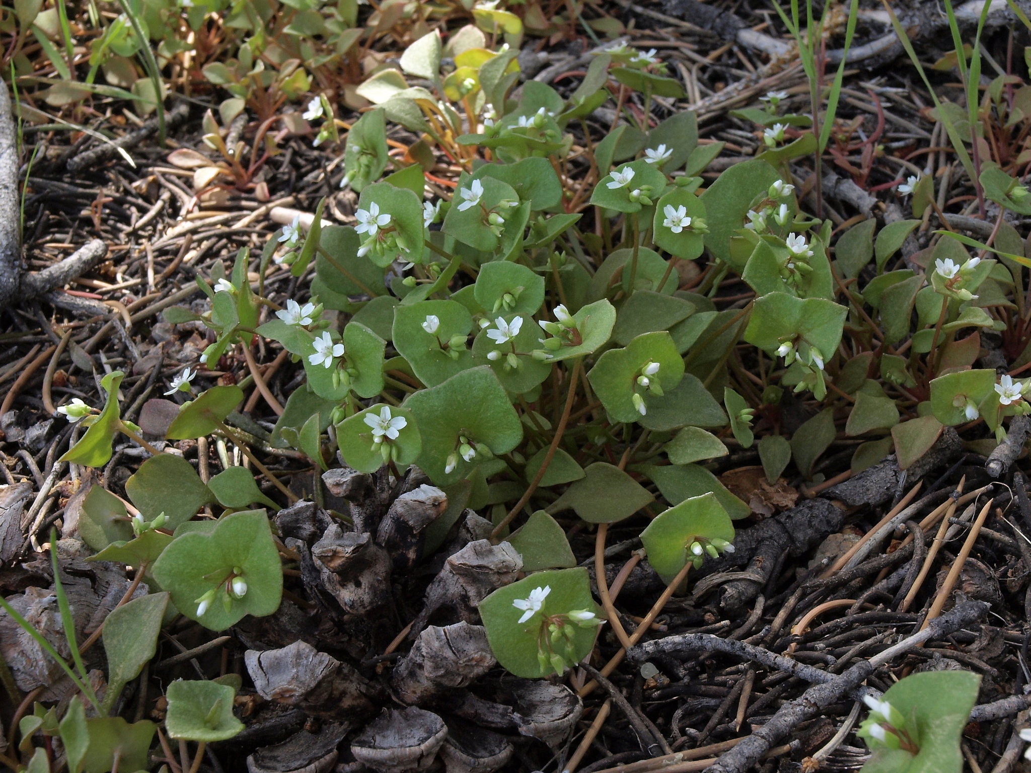 Claytonia rubra ssp. depressa
