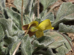 Viola purpurea aurea