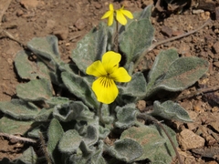 Viola purpurea aurea