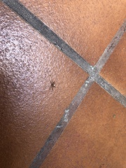 Araneae
